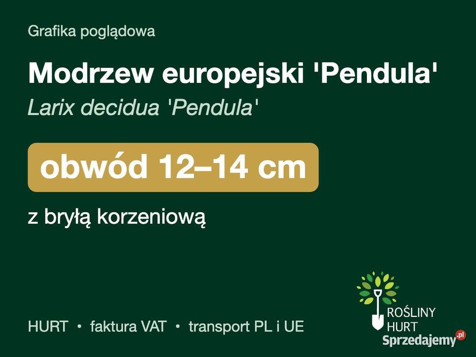 Modrzew europejski Pendula obwód 1214 z bryłą