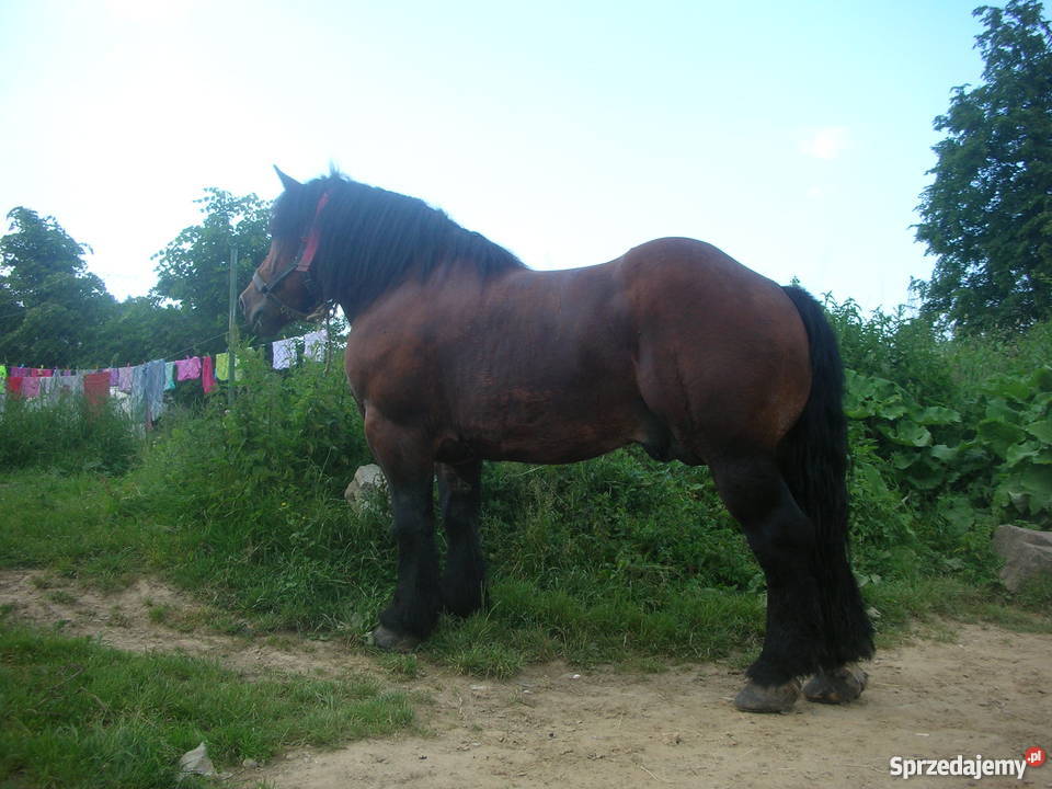 sprzedam konie szpaki gniade Limanowa