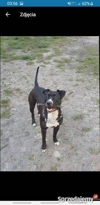 Amstaff łódzkie Łódź