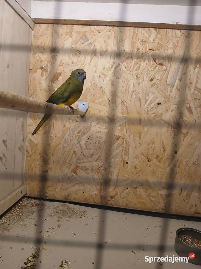 Łąkówki lilianki Ptaki małopolskie Bochnia