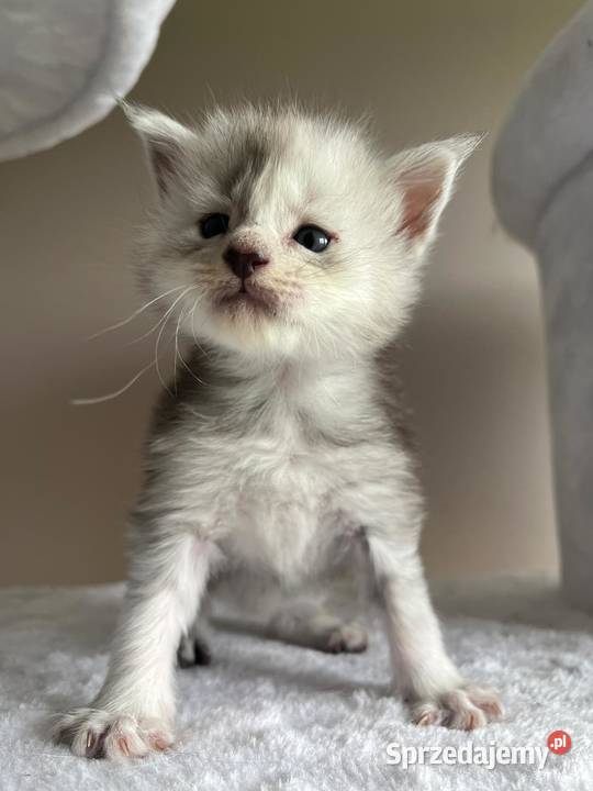 Jerry kocur Maine Coon Szembruk
