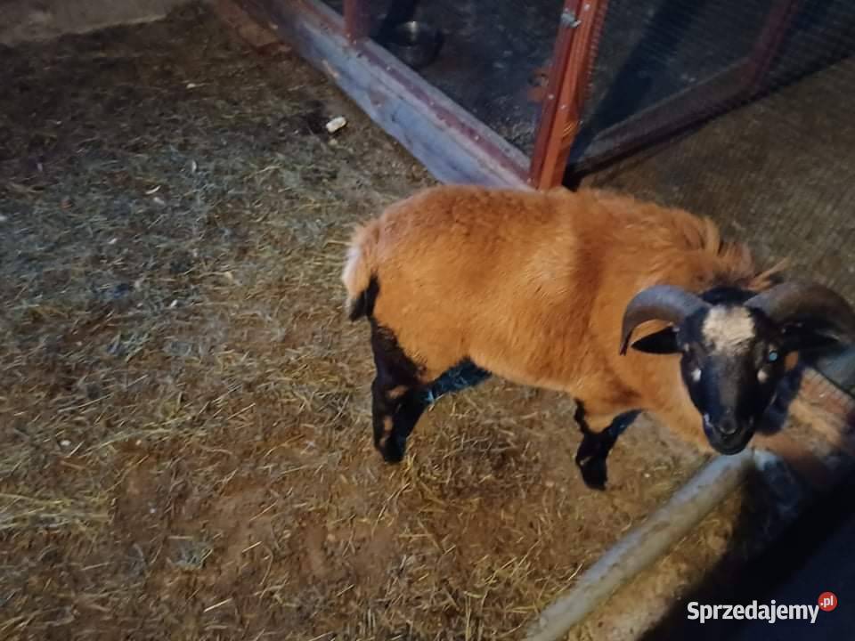 Baran Kameruński Pozostałe Romanów