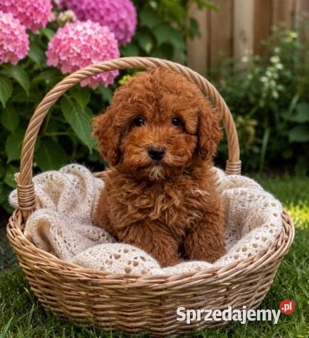 Piesek maltipoo Ełk