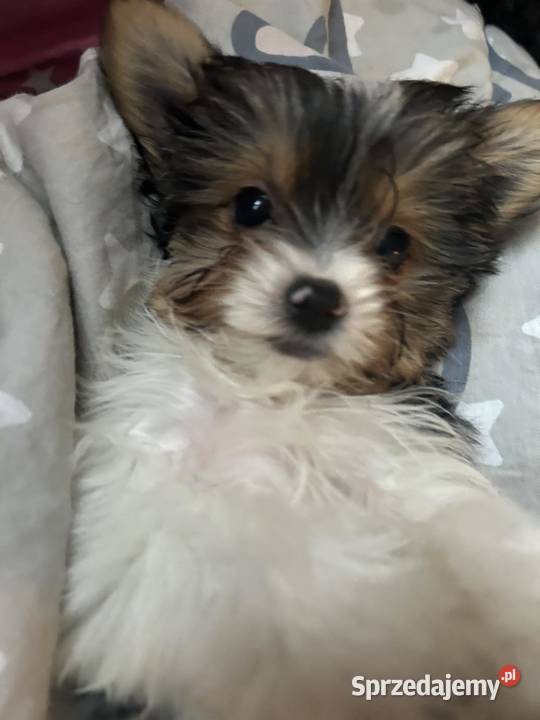 3 miesięczne pieseczki york miniaturka sprzedam