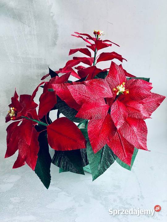 GWIAZDA BETLEJEMSKA Poinsecja w doniczce Zielona Góra