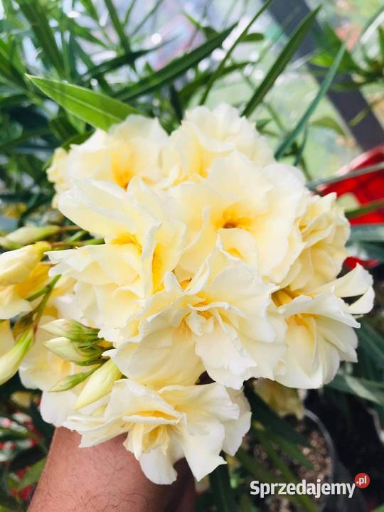 Oleander o ŻÓŁTYCH i ŁOSOSIOWYCH kwiatach małopolskie Skawina