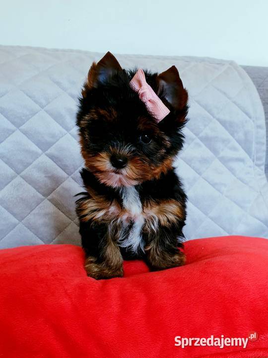 Śliczna mini suczka Yorkshire Terrier Carrier Do Orzesze