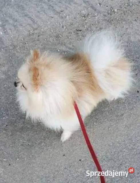 szpic mały suczka świętokrzyskie Skalbmierz