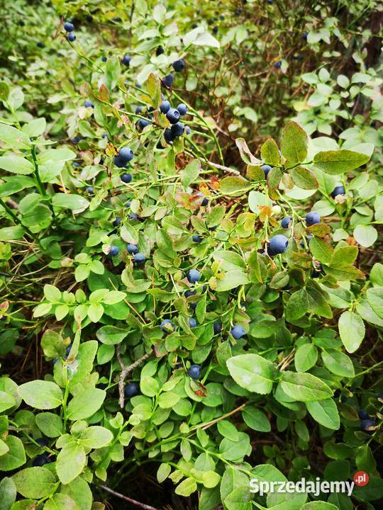 Jagody Leśne 125zl litr Świeże Nadal Zbieram wielkopolskie Tarnówko
