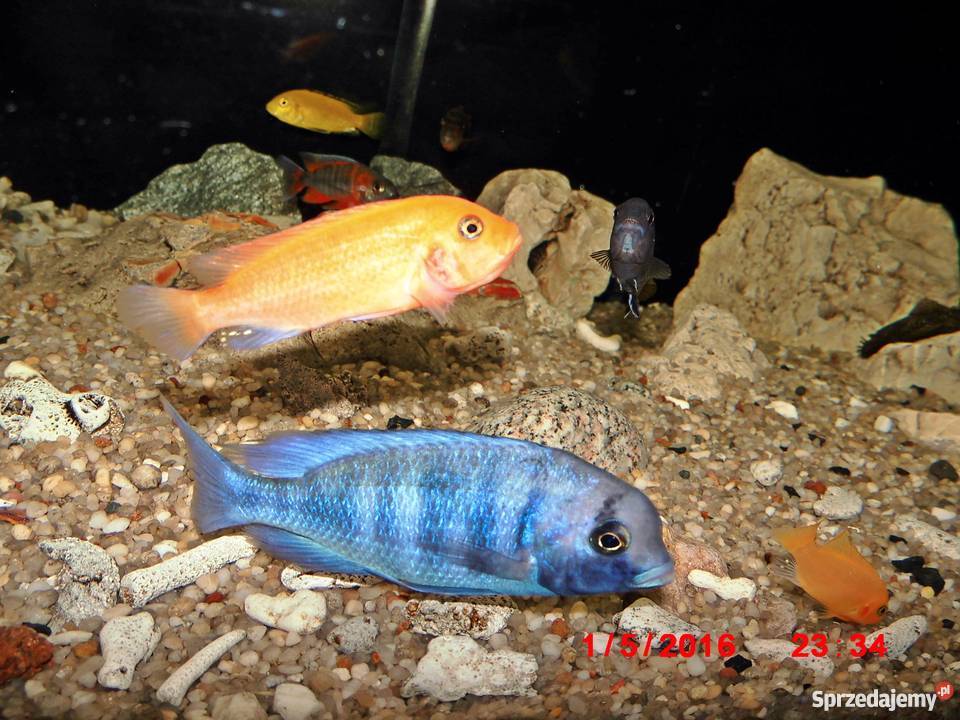 Pyszczaki Maylandia Estherae Red Red Dorosły Kraków