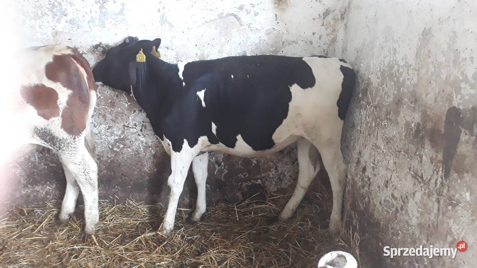 Sprzedam dwie jałówki simental i hf Bałdrzychów