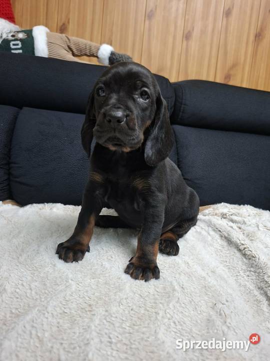 Szczenięta Gończy Polski FCI ZKwP Gostyń sprzedam