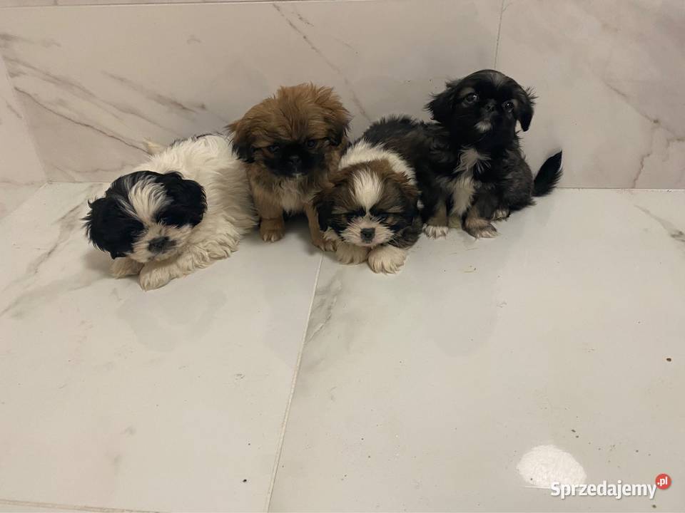 Shihtzu Gdańsk