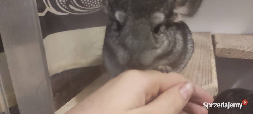 Małe Szynszle 2 miesiące śląskie Jastrzębie-Zdrój