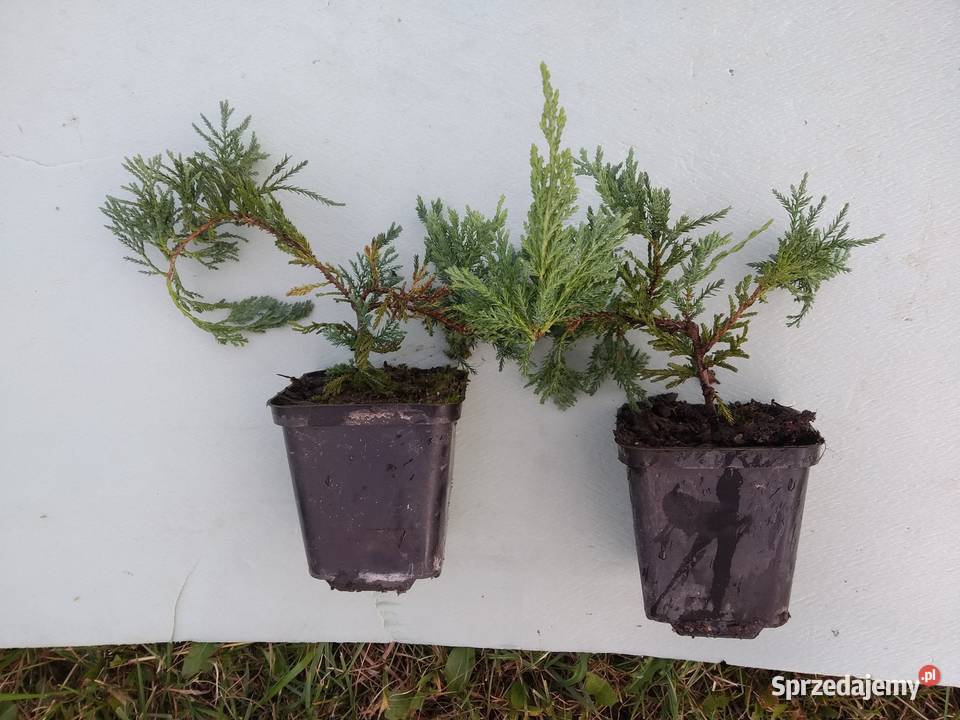 ałowiec płożący Wiltonii 20 P9 Kraków Wawrzeńczyce sprzedam