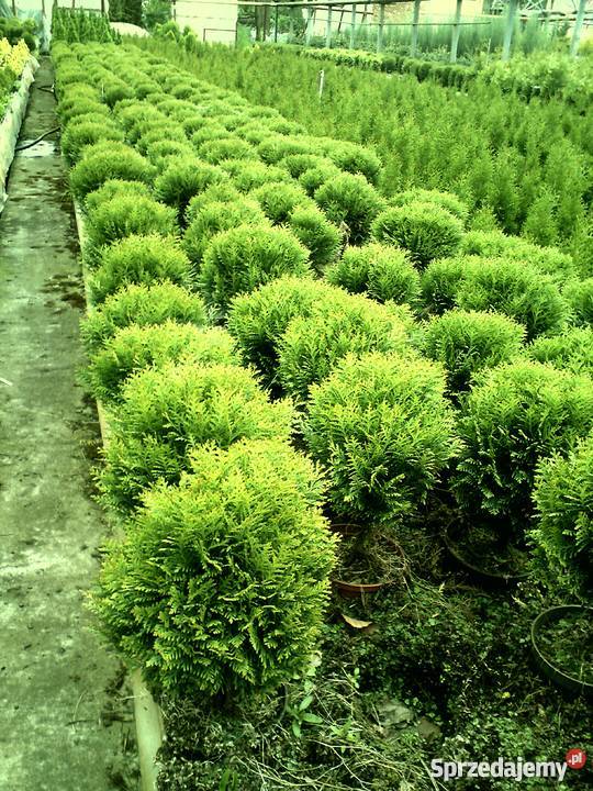 Tuje kuliste Globosa Danica Hoseri Miriam Golden Proszowice sprzedam