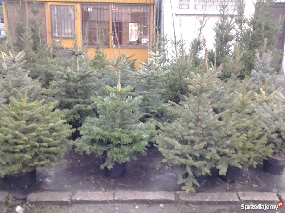 Choinki drzewka świąteczne w bezkonkurencyjnych