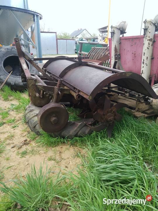 Glebogryzałka Lisia Góra