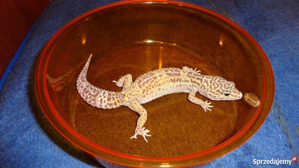 Gekon Lamparci Bielsko-Biała