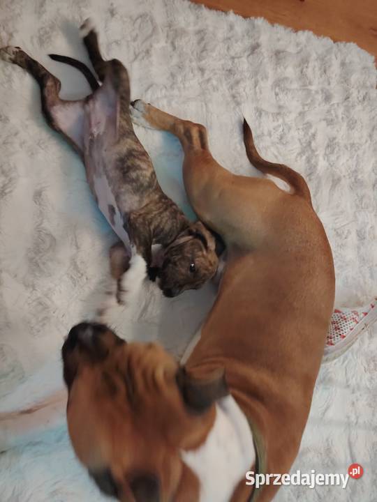 Piękny amstaff Dzierżoniów