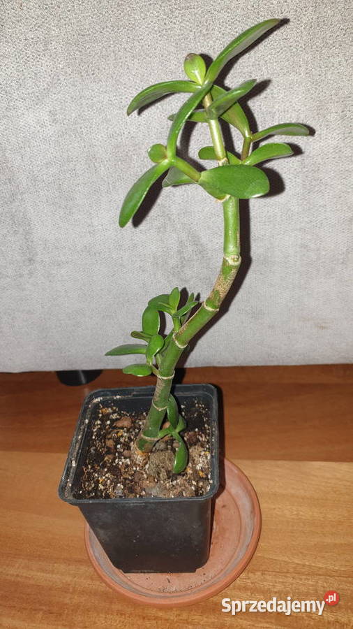 Grubosz crassula drzewko szczęscia 3 Warszawa