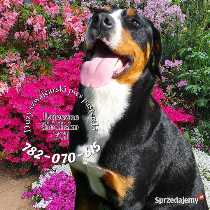 Duży szwajcarski pies pasterski szczeniaki