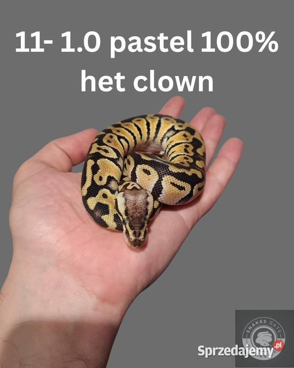 Pyton Królewski Pastel Het Clown Gady i płazy Koszalin sprzedam