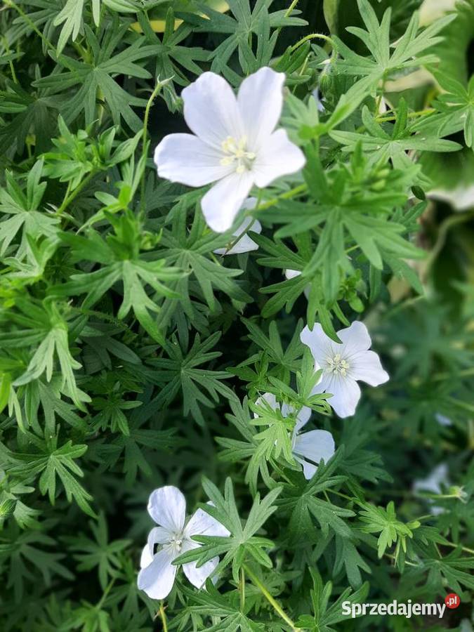 Bodziszek biały Geranium sanguineum Album