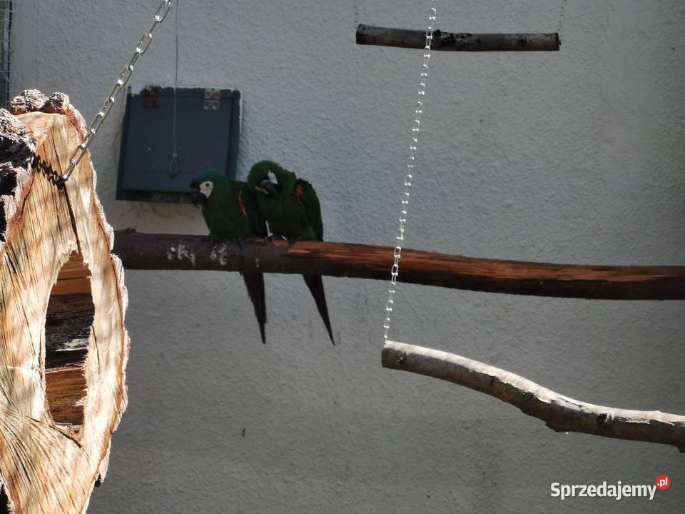 Ara Ary Severy Severa Dorosła Para Legowa Buk