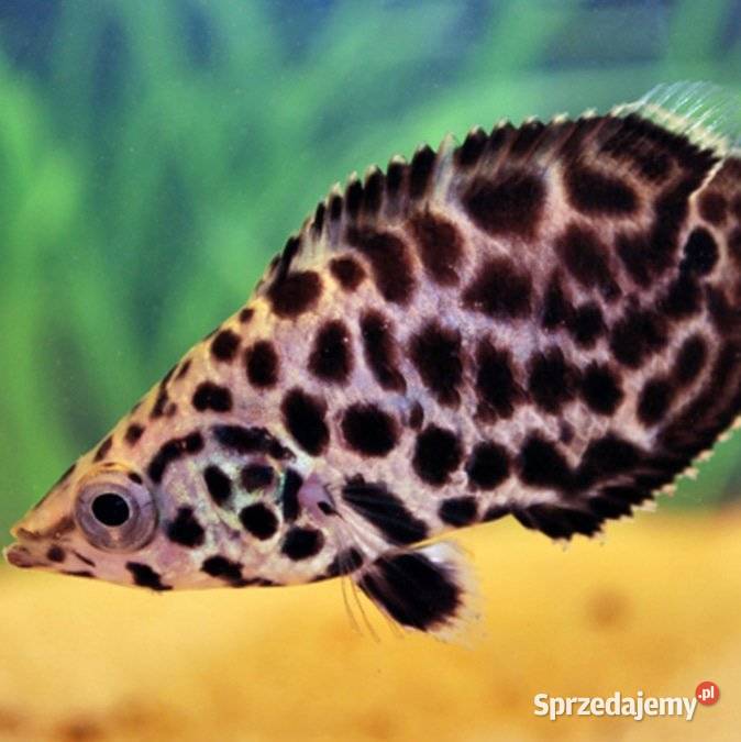 Buszowiec ostropyski Ctenopoma acutirostre pomorskie Gdańsk