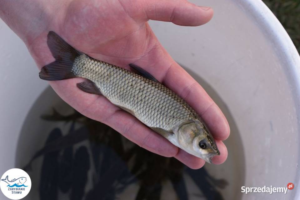 Narybek amura Biała Podlaska