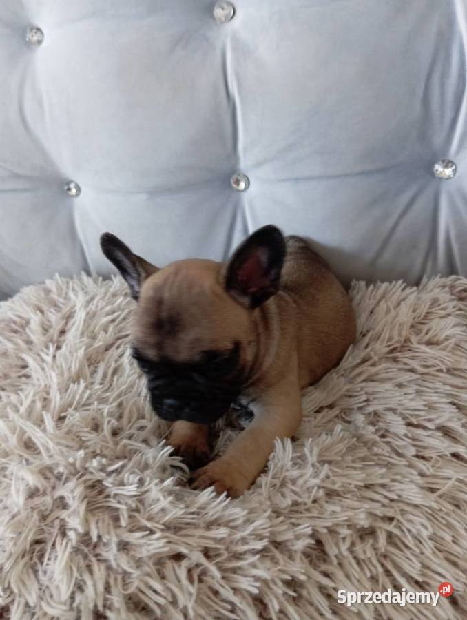 Sprzedam buldoga francuskiego Buldog