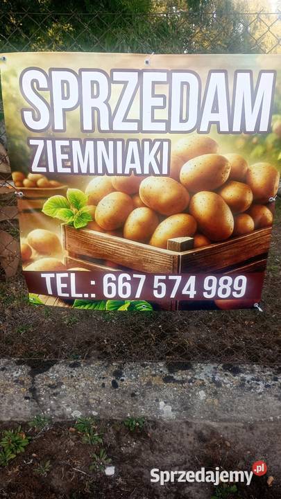 Ziemniaki Denar Jurek kujawsko-pomorskie Koronowo sprzedam