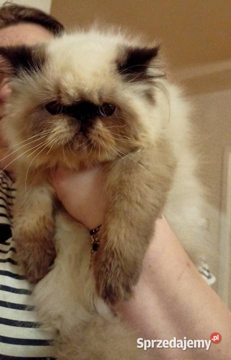 Dziewczynka himalajska rodowód fpl Katowice