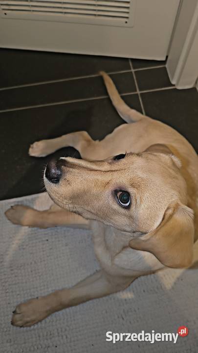Labrador retriever Łódź