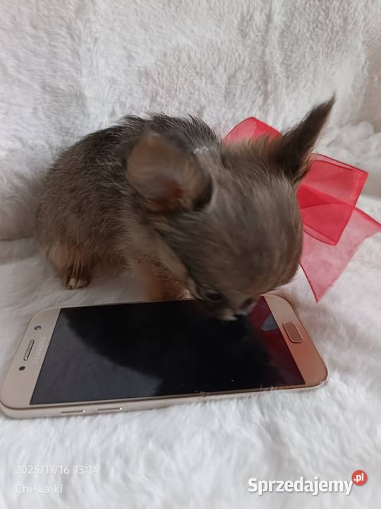 Chihuahua dziewczynka suczka XS dlugowlosa Chihuahua