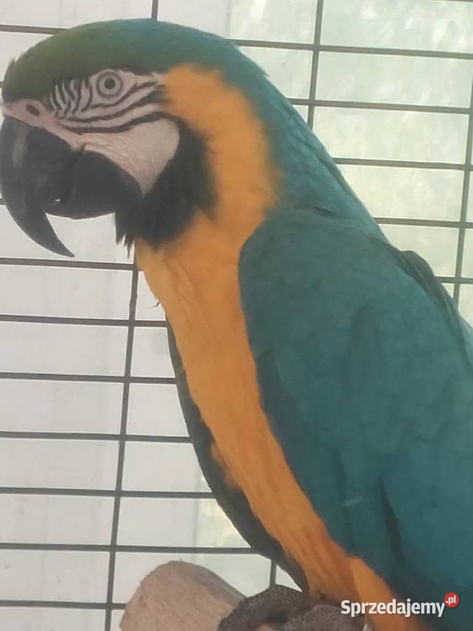Sprzedam papugi Grodzisk Wielkopolski