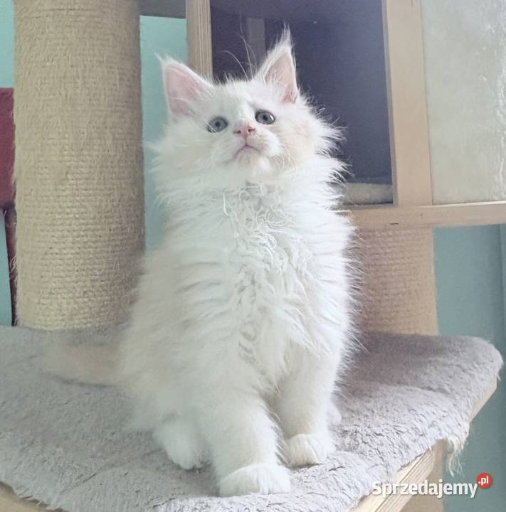 Maine Coon kocięta imporcie Linia Shaded Maine Coon dolnośląskie Wińsko