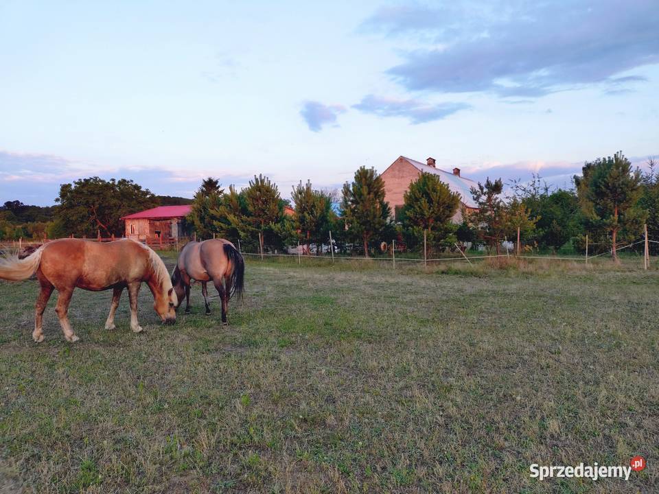 Gospodarstwo Rolne w urokliwym miejscu 13ha lubuskie Jarnatów sprzedam
