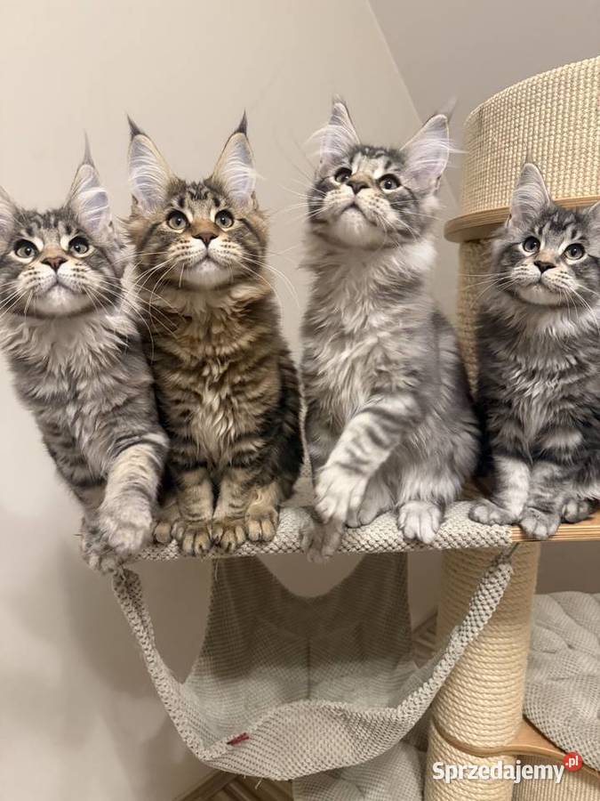 Sprzedam kota Maine Coon FPL łódzkie Skierniewice sprzedam