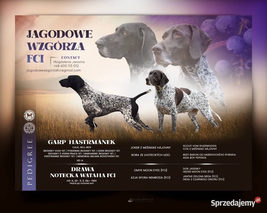 Wyżeł niemiecki krótkowłosy FCI zachodniopomorskie Polanów sprzedam