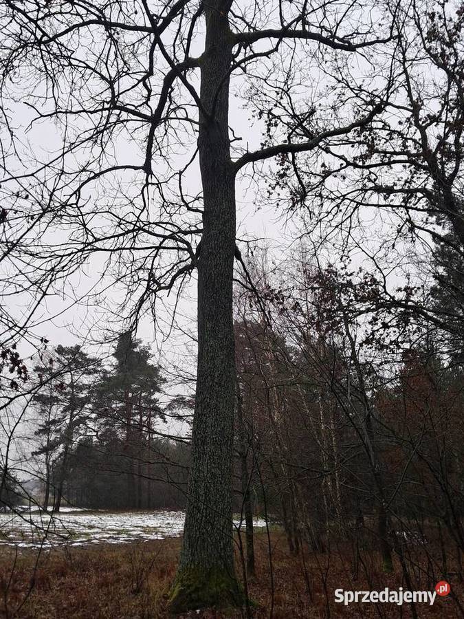 Sprzedam dęby tartaczne Brudzewice-Kolonia