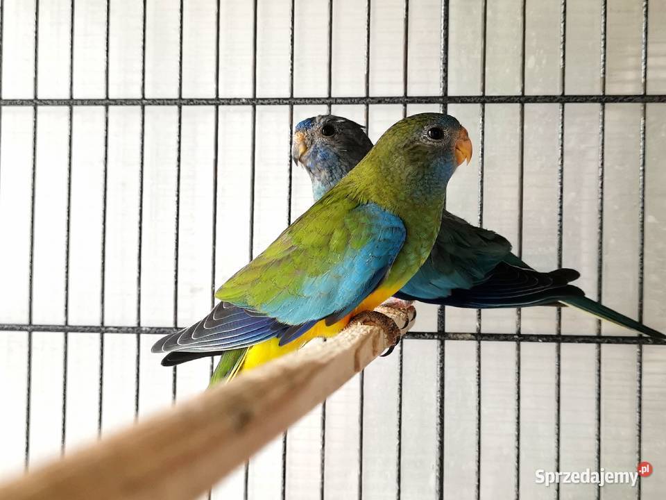 Łąkówki wspaniałe młode standard i niebieskie