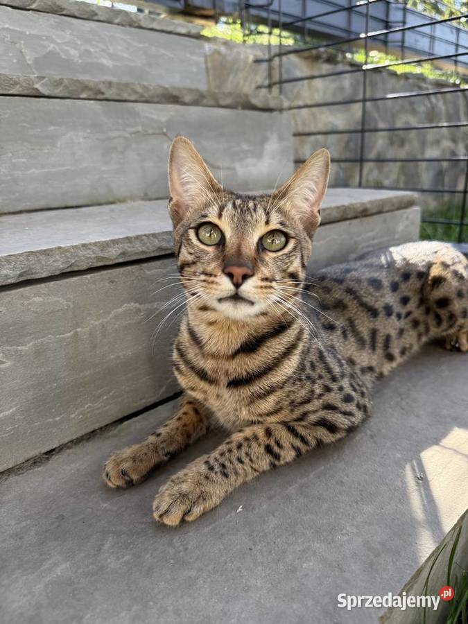 Uroczy samiec Savannah F6 Pozostałe Kraków