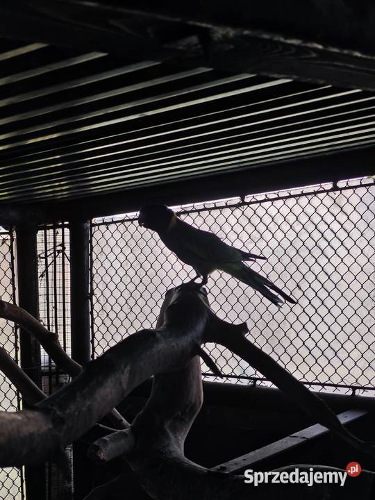 Papugi Bernard kragen Kryry