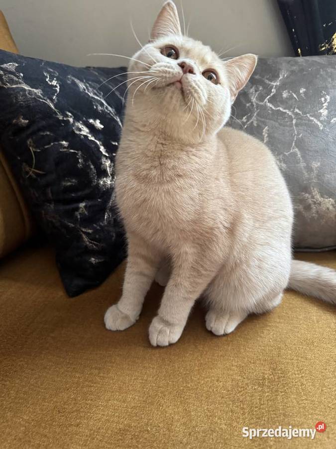 Kocur Brytyjski kremowy gotowy na zmianę domu Żory sprzedam