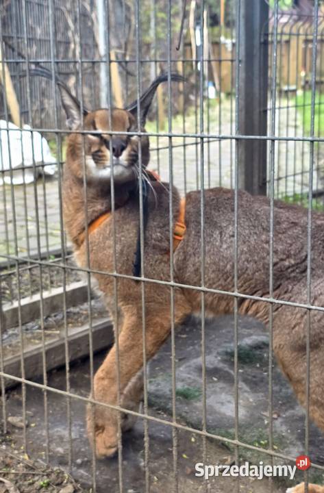 Karakal stepowy łąc Caracal caracal piękna Katowice sprzedam