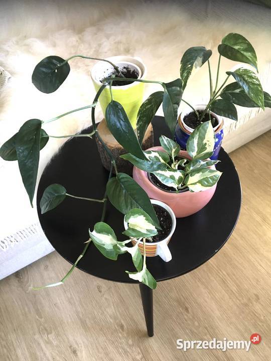 Rośliny domowe epipremnum Warszawa