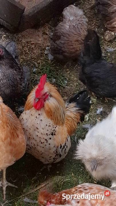 Parki kur ozdobnych warmińsko-mazurskie sprzedam
