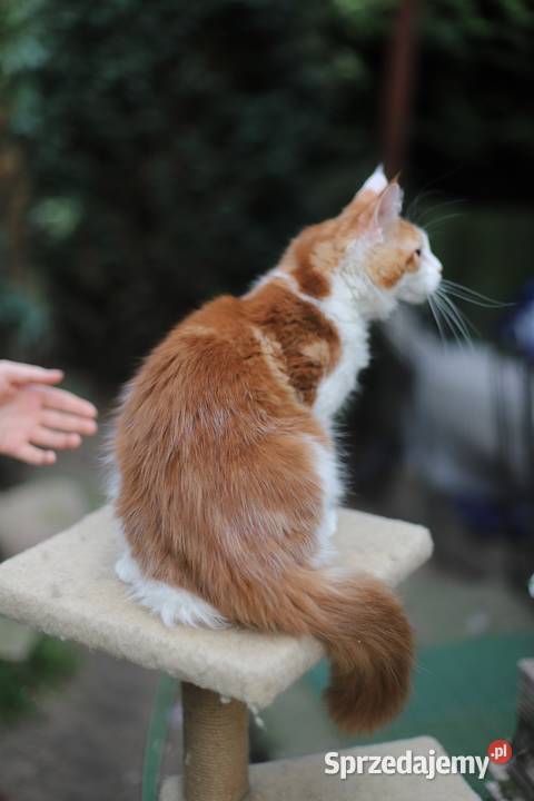 Maine Coon koty i kotki Gostynin
